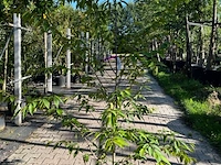 3x japanse haagbeuk, carpinus japonica, sierheester, ca 200 cm hoog