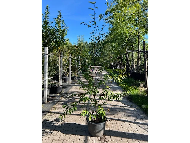 3x japanse haagbeuk, carpinus japonica, sierheester, ca 200 cm hoog - afbeelding 2 van  3