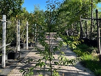 3x japanse haagbeuk, carpinus japonica, sierheester, ca 200 cm hoog - afbeelding 2 van  3