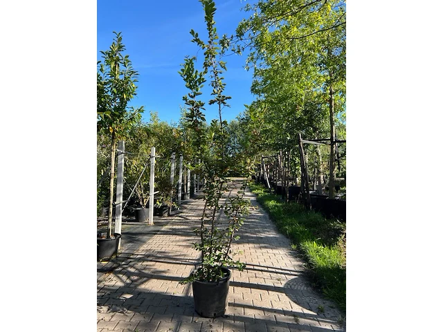 3x japanse haagbeuk, carpinus japonica, sierheester, ca 200 cm hoog - afbeelding 3 van  3