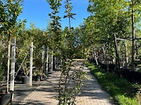 3x japanse haagbeuk, carpinus japonica, sierheester, ca 200 cm hoog - afbeelding 3 van  3