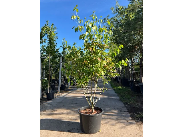 3x japanse kornoelje, cornus 'china girl', meerstammig, witte bloei, ca.150 cm hoog - afbeelding 1 van  4