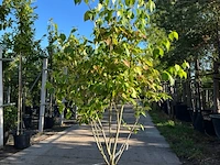 3x japanse kornoelje, cornus 'china girl', meerstammig, witte bloei, ca.150 cm hoog