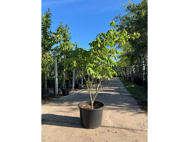 3x japanse kornoelje, cornus 'china girl', meerstammig, witte bloei, ca.150 cm hoog - afbeelding 2 van  4