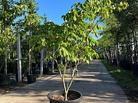 3x japanse kornoelje, cornus 'china girl', meerstammig, witte bloei, ca.150 cm hoog - afbeelding 2 van  4