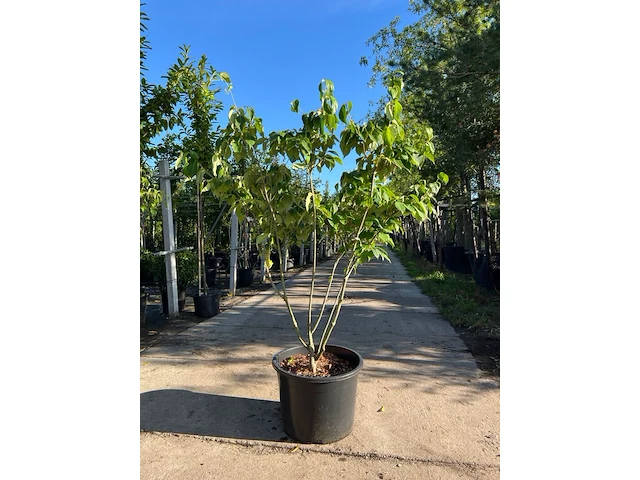 3x japanse kornoelje, cornus 'china girl', meerstammig, witte bloei, ca.150 cm hoog - afbeelding 3 van  4