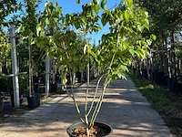 3x japanse kornoelje, cornus 'china girl', meerstammig, witte bloei, ca.150 cm hoog - afbeelding 3 van  4