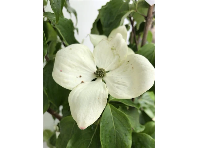 3x japanse kornoelje, cornus 'china girl', meerstammig, witte bloei, ca.150 cm hoog - afbeelding 4 van  4