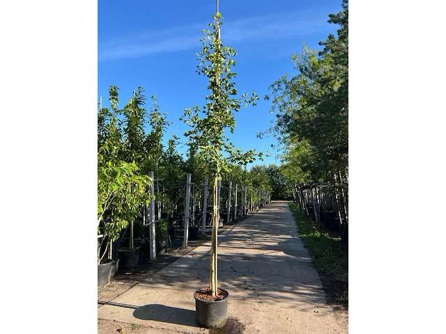 3x japanse notenboom, ginkgo biloba, loofboom, gele herfstkleur, ca. 3-3.5 m hoog - afbeelding 1 van  3