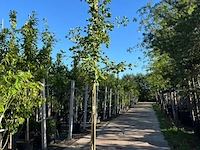 3x japanse notenboom, ginkgo biloba, loofboom, gele herfstkleur, ca. 3-3.5 m hoog