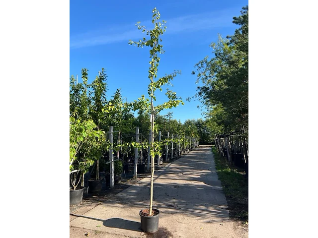 3x japanse notenboom, ginkgo biloba, loofboom, gele herfstkleur, ca. 3-3.5 m hoog - afbeelding 2 van  3