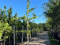 3x japanse notenboom, ginkgo biloba, loofboom, gele herfstkleur, ca. 3-3.5 m hoog - afbeelding 2 van  3