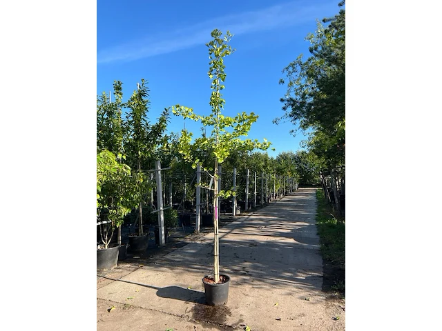 3x japanse notenboom, ginkgo biloba, loofboom, gele herfstkleur, ca. 3-3.5 m hoog - afbeelding 3 van  3