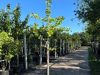 3x japanse notenboom, ginkgo biloba, loofboom, gele herfstkleur, ca. 3-3.5 m hoog - afbeelding 3 van  3