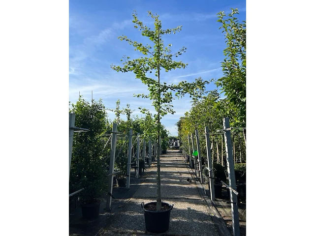 3x japanse notenboom, ginkgo biloba, loofboom, gele herfstkleur, ca. 3-3.5 m hoog - afbeelding 1 van  3