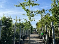 3x japanse notenboom, ginkgo biloba, loofboom, gele herfstkleur, ca. 3-3.5 m hoog