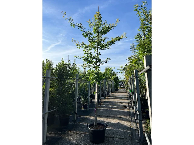 3x japanse notenboom, ginkgo biloba, loofboom, gele herfstkleur, ca. 3-3.5 m hoog - afbeelding 2 van  3