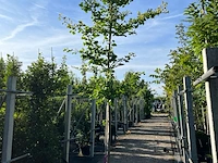 3x japanse notenboom, ginkgo biloba, loofboom, gele herfstkleur, ca. 3-3.5 m hoog - afbeelding 2 van  3