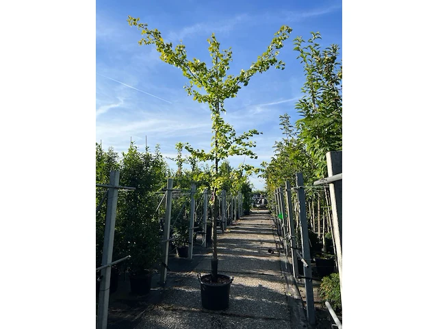 3x japanse notenboom, ginkgo biloba, loofboom, gele herfstkleur, ca. 3-3.5 m hoog - afbeelding 3 van  3