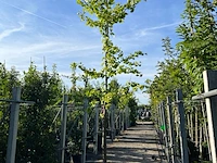 3x japanse notenboom, ginkgo biloba, loofboom, gele herfstkleur, ca. 3-3.5 m hoog - afbeelding 3 van  3