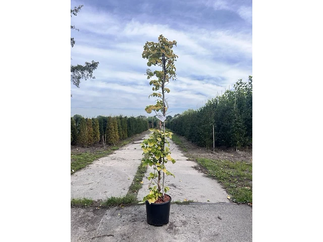3x klimhortensia, hydrangea anomala petiolaris, klimplant, witte bloei, ca. 175 cm hoog - afbeelding 1 van  3
