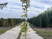 3x klimhortensia, hydrangea anomala petiolaris, klimplant, witte bloei, ca. 175 cm hoog