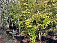 3x klimhortensia, hydrangea anomala petiolaris, klimplant, witte bloei, ca. 175 cm hoog - afbeelding 2 van  3