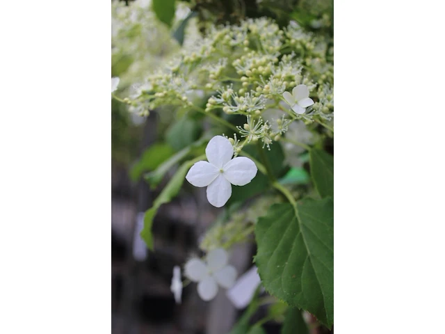 3x klimhortensia, hydrangea anomala petiolaris, klimplant, witte bloei, ca. 175 cm hoog - afbeelding 3 van  3