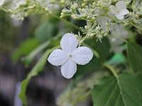 3x klimhortensia, hydrangea anomala petiolaris, klimplant, witte bloei, ca. 175 cm hoog - afbeelding 3 van  3