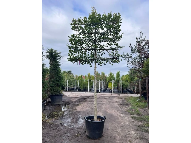 3x koningslinde, tilia 'pallida', leiboom, ca. 200 cm stamhoogte - afbeelding 1 van  3