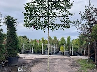 3x koningslinde, tilia 'pallida', leiboom, ca. 200 cm stamhoogte