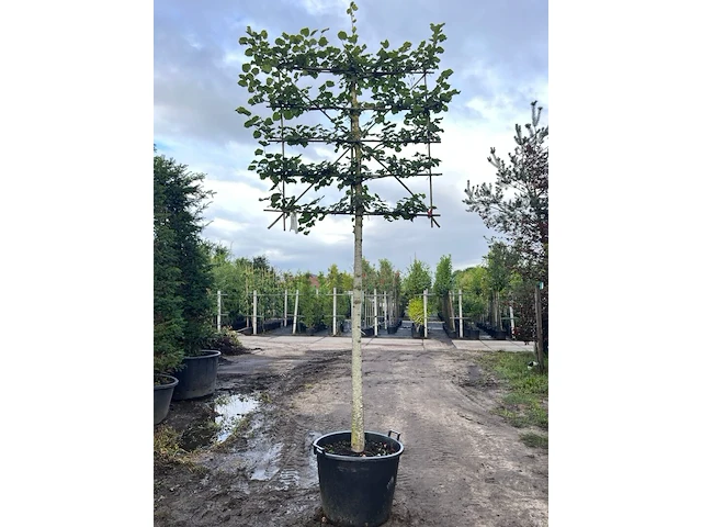 3x koningslinde, tilia 'pallida', leiboom, ca. 200 cm stamhoogte - afbeelding 2 van  3