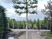 3x koningslinde, tilia 'pallida', leiboom, ca. 200 cm stamhoogte - afbeelding 2 van  3