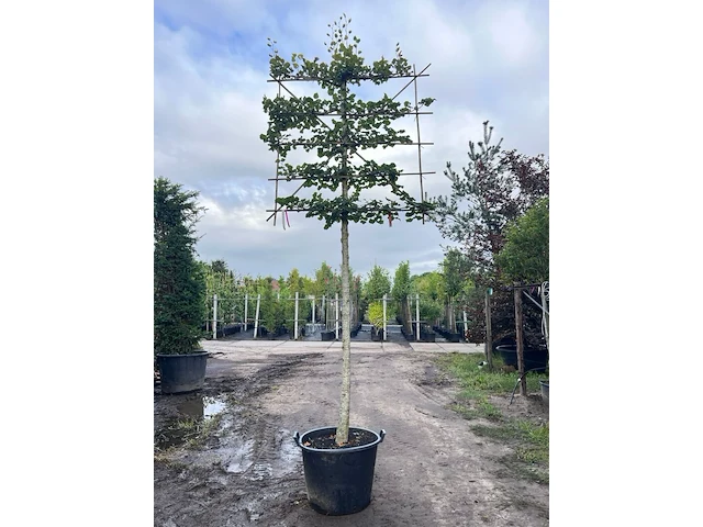 3x koningslinde, tilia 'pallida', leiboom, ca. 200 cm stamhoogte - afbeelding 3 van  3