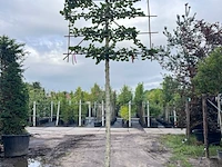 3x koningslinde, tilia 'pallida', leiboom, ca. 200 cm stamhoogte - afbeelding 3 van  3