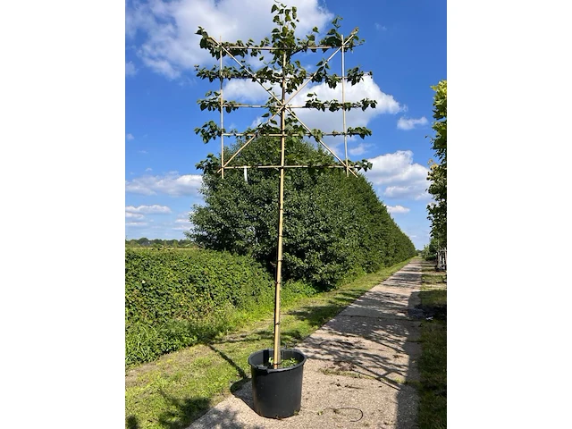 3x koningslinde, tilia 'pallida', leiboom, ca. 200 cm stamhoogte - afbeelding 1 van  2
