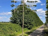 3x koningslinde, tilia 'pallida', leiboom, ca. 200 cm stamhoogte