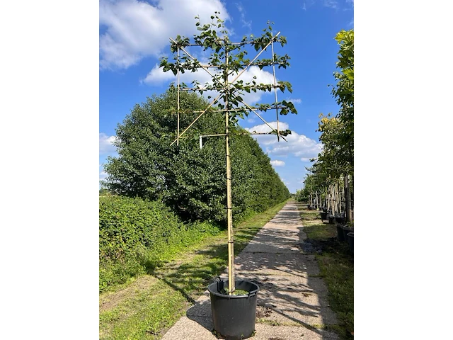3x koningslinde, tilia 'pallida', leiboom, ca. 200 cm stamhoogte - afbeelding 2 van  2
