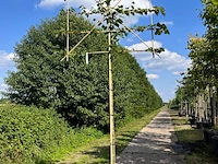 3x koningslinde, tilia 'pallida', leiboom, ca. 200 cm stamhoogte - afbeelding 2 van  2