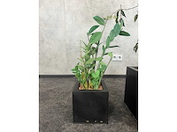 3x kunstplant in pot h150 - afbeelding 2 van  8