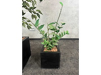 3x kunstplant in pot h150 - afbeelding 2 van  5