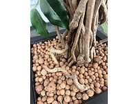 3x kunstplant in pot h150 - afbeelding 5 van  5