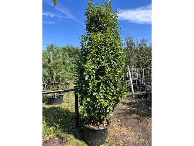 3x laurierkers, prunus 'genolia', haagplant, wintergroen, ca. 300 cm hoog - afbeelding 1 van  2