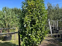 3x laurierkers, prunus 'genolia', haagplant, wintergroen, ca. 300 cm hoog