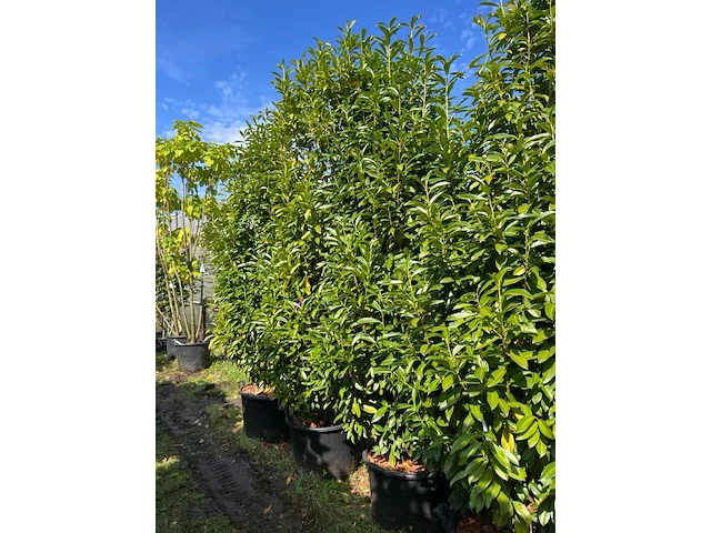 3x laurierkers, prunus 'genolia', haagplant, wintergroen, ca. 300 cm hoog - afbeelding 2 van  2
