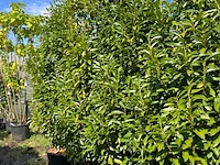 3x laurierkers, prunus 'genolia', haagplant, wintergroen, ca. 300 cm hoog - afbeelding 2 van  2