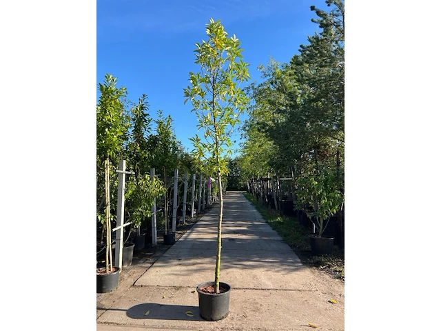 3x laurierkers, prunus 'novita', leigeschikt, wintergroen, ca. 3-3.5 m hoog - afbeelding 1 van  3