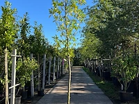 3x laurierkers, prunus 'novita', leigeschikt, wintergroen, ca. 3-3.5 m hoog