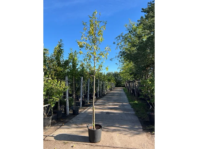 3x laurierkers, prunus 'novita', leigeschikt, wintergroen, ca. 3-3.5 m hoog - afbeelding 2 van  3