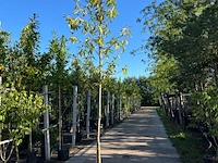 3x laurierkers, prunus 'novita', leigeschikt, wintergroen, ca. 3-3.5 m hoog - afbeelding 2 van  3